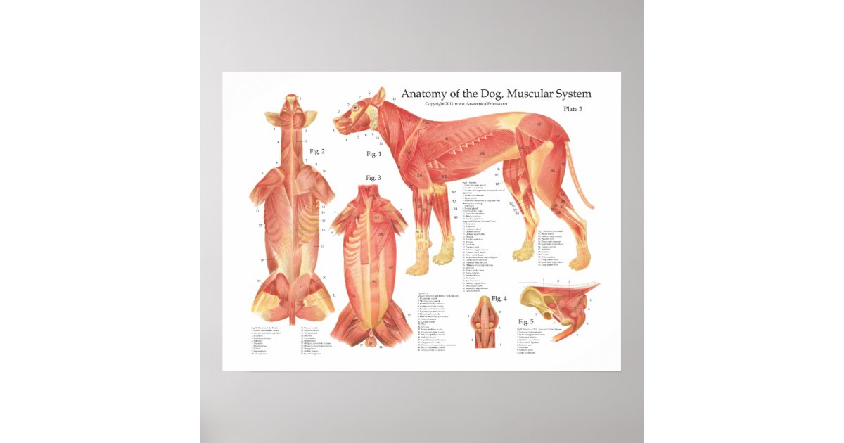 犬の筋肉解剖学ポスター図表 ポスター Zazzle Co Jp 犬の筋肉解剖学ポスター図表 ポスター Zazzle Co Jp
