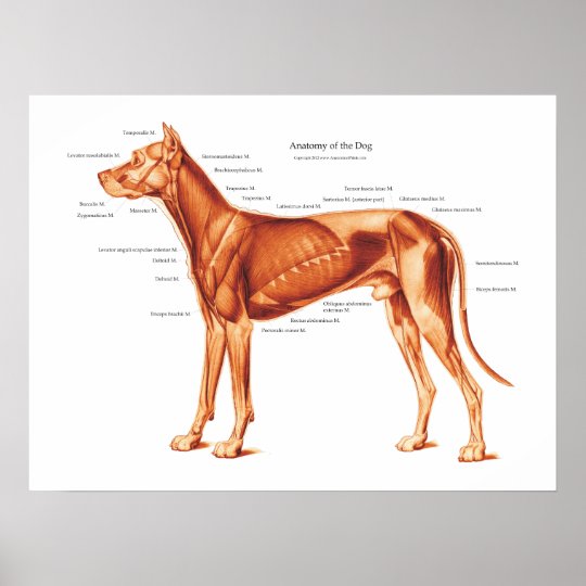 犬の解剖学ポスターの筋肉 ポスター Zazzle Co Jp