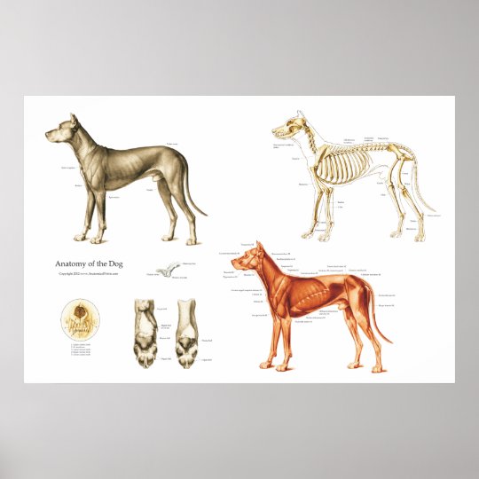 犬の解剖学ポスター筋肉および骨 ポスター Zazzle Co Jp