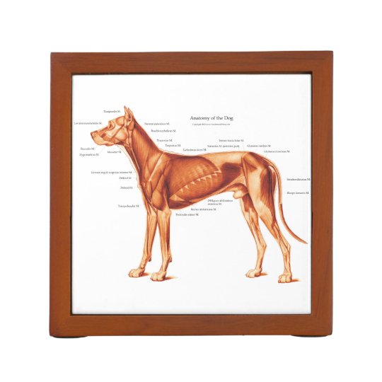 犬の解剖学骨組および筋肉 ペンスタンド Zazzle Co Jp 犬の解剖学骨組および筋肉 ペンスタンド Zazzle Co Jp
