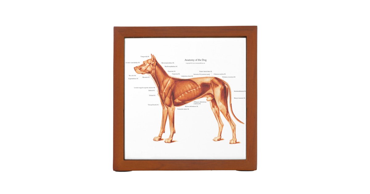 犬の解剖学骨組および筋肉 ペンスタンド Zazzle Co Jp 犬の解剖学骨組および筋肉 ペンスタンド Zazzle Co Jp