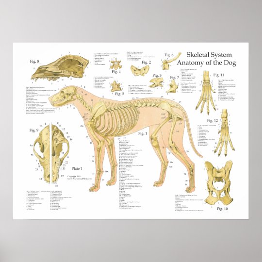 犬の骨格解剖学ポスター18 X 24 ポスター Zazzle Co Jp