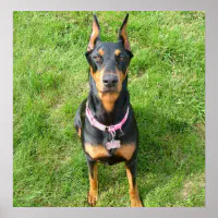 犬）ドーベルマン・ピンシェル ポスター | Zazzle.co.jp