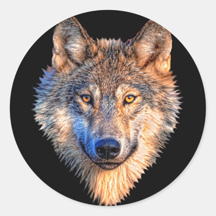 狼動物の顔 怖い灰色の狼の頭 ラウンドシール Zazzle Co Jp