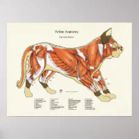 猫筋解剖学獣医図 ポスター | Zazzle.co.jp