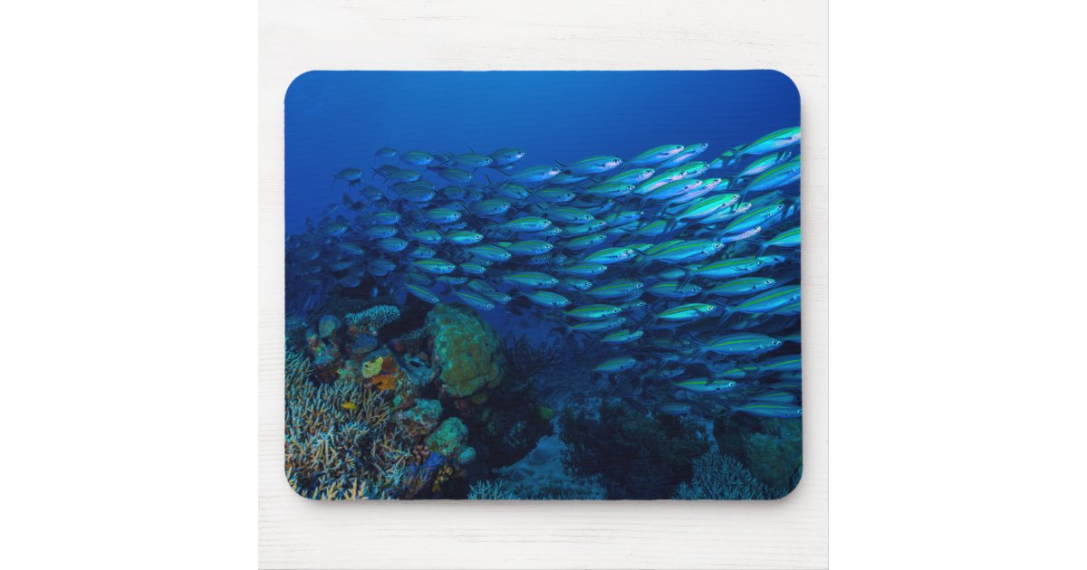 珊瑚海のマウスパッドの熱帯魚 マウスパッド Zazzle Co Jp