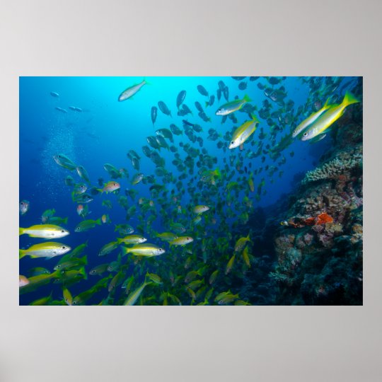 珊瑚海の熱帯魚 ポスター Zazzle Co Jp