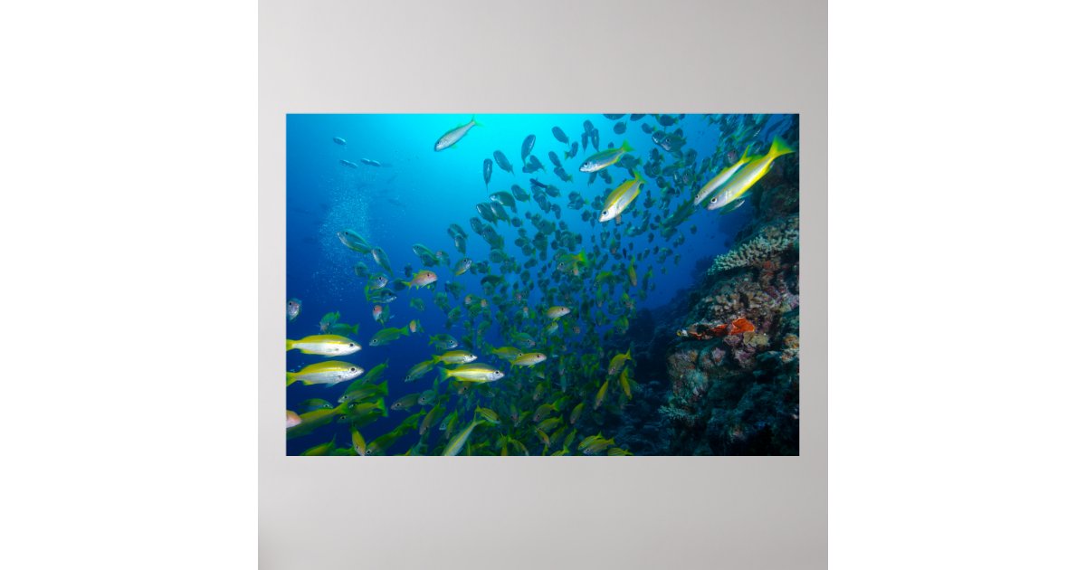 珊瑚海の熱帯魚 ポスター Zazzle Co Jp