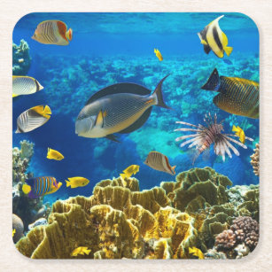 珊瑚 海コースター Zazzle Co Jp