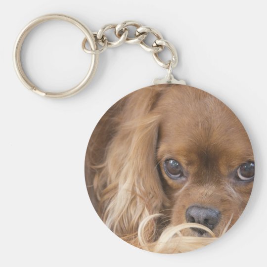 甘いルビー色の無頓着なチャールズ王スパニエル犬 キーホルダー Zazzle Co Jp