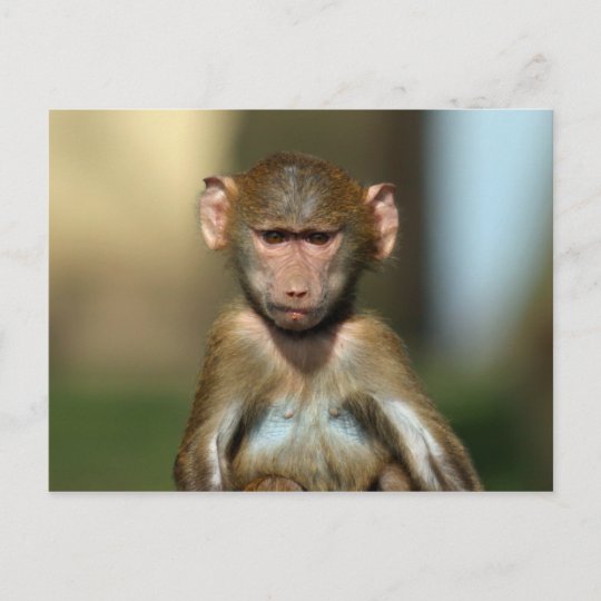 生意気な猿 かわいいベビーのヒヒの郵便はがき ポストカード Zazzle Co Jp