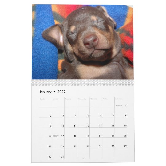 白いドーベルマン犬のカレンダー カレンダー Zazzle Co Jp