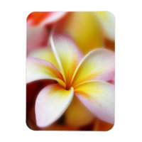 白い 花マグネット Zazzle Co Jp