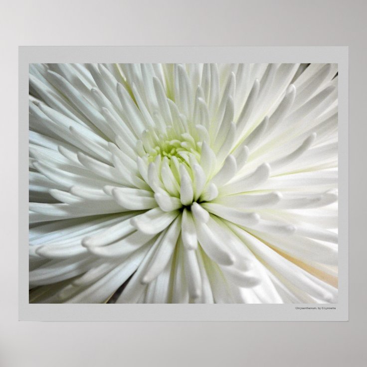 白い菊の花のミイラの花の写真 ポスター Zazzle Co Jp