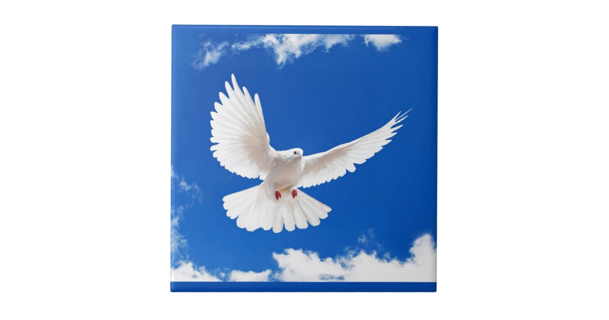 オリジナルポストカード 鳩 平和