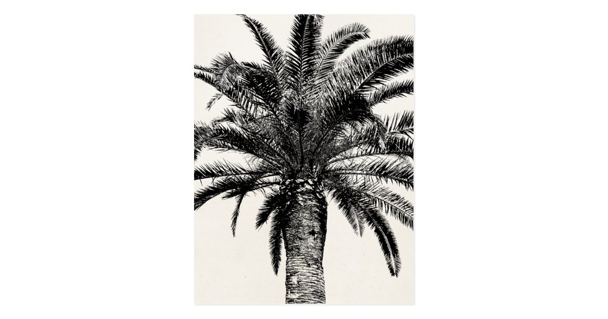 白黒のレトロの熱帯島のヤシの木 ポストカード Zazzle Co Jp 白黒のレトロの熱帯島のヤシの木 ポストカード Zazzle Co Jp