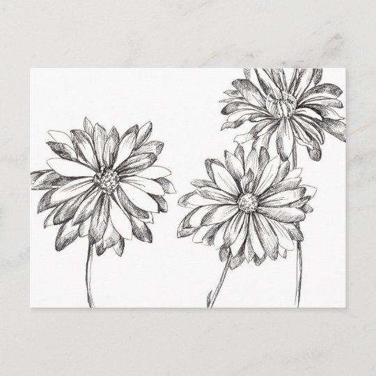 白黒デイジーの花の花束のスケッチ ポストカード Zazzle Co Jp