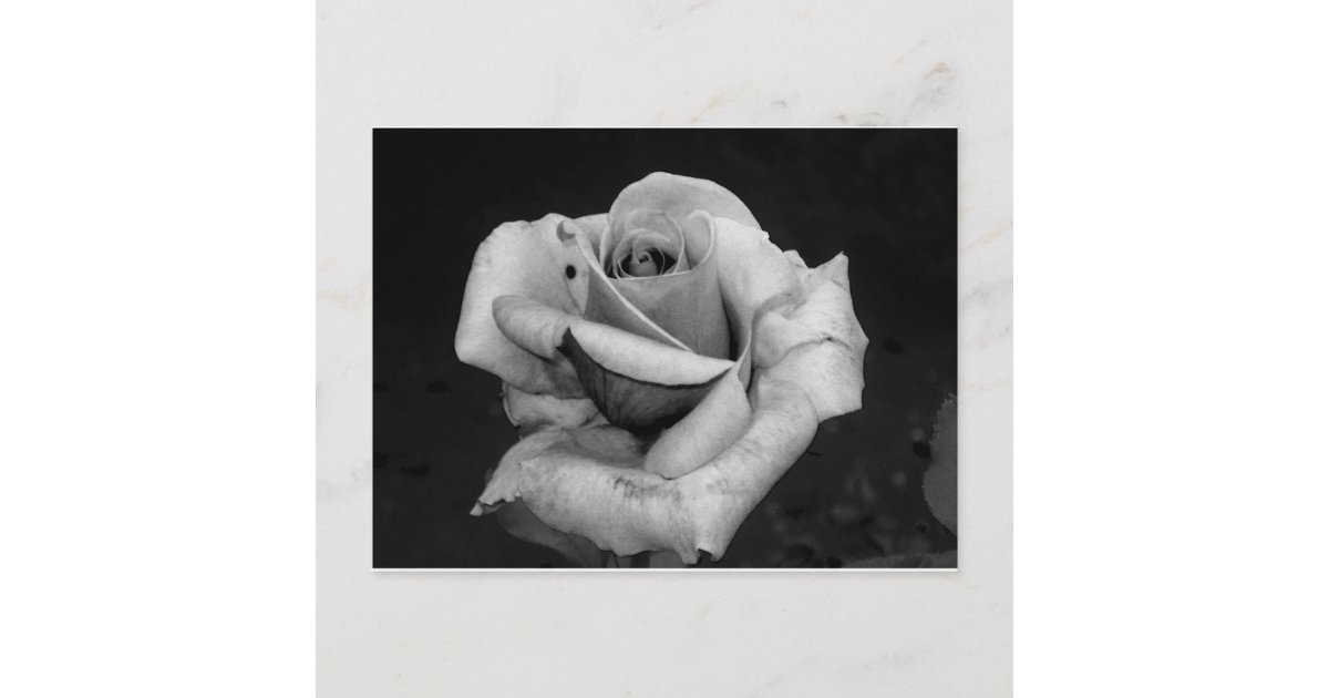 白黒バラ ポストカード Zazzle Co Jp