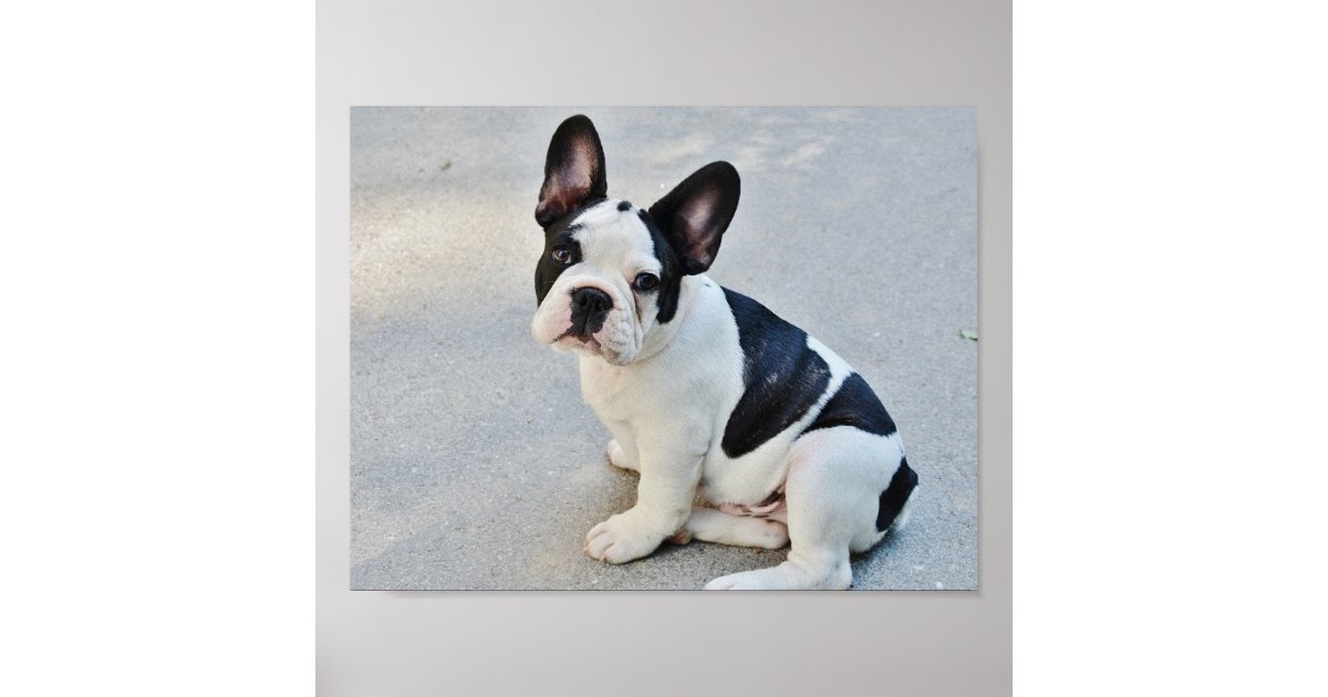 白黒フレンチ ブルドッグ ポスター Zazzle Co Jp