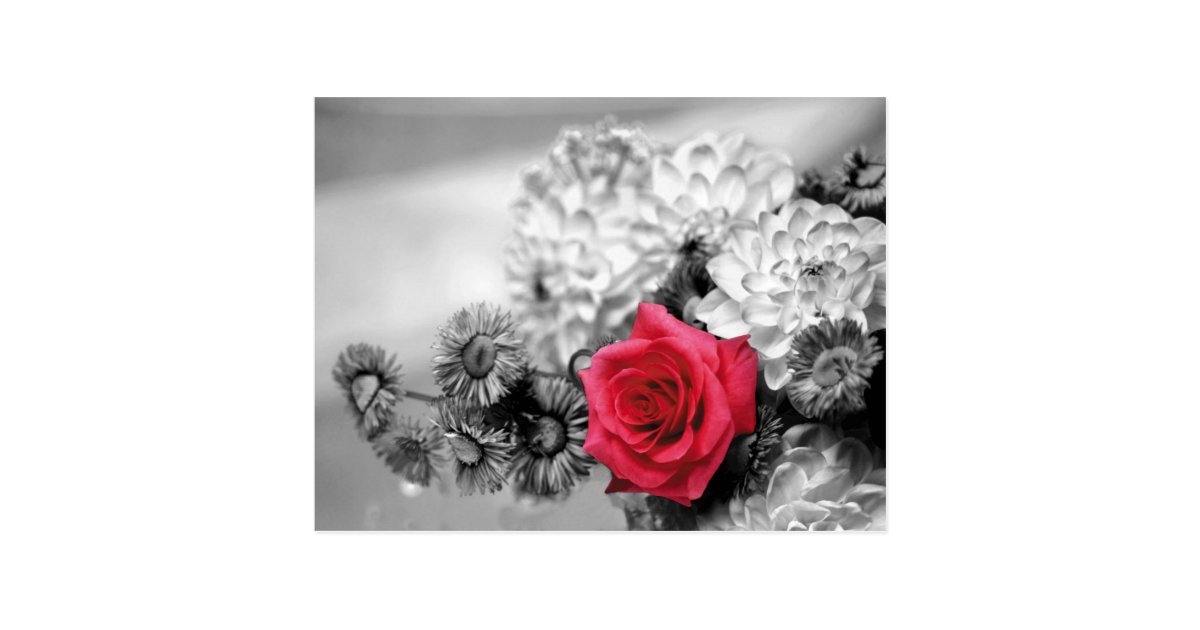 白黒背景を持つ赤いバラ ポストカード Zazzle Co Jp