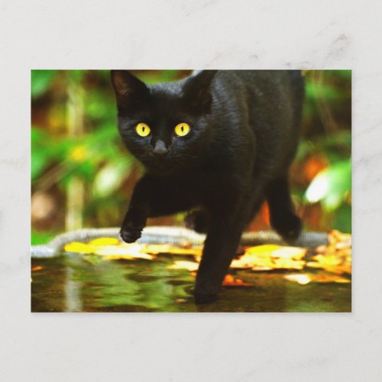 目が黄色く輝く黒猫 ポストカード Zazzle Co Jp