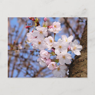 桜ポストカード Zazzle Co Jp