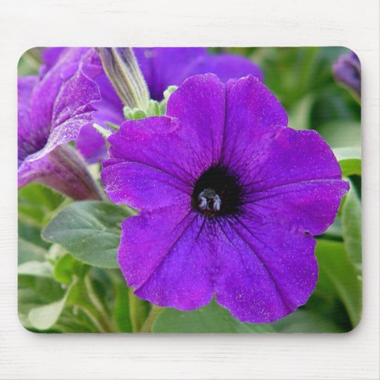 紫色のペチュニアの花のマウスパッド マウスパッド Zazzle Co Jp