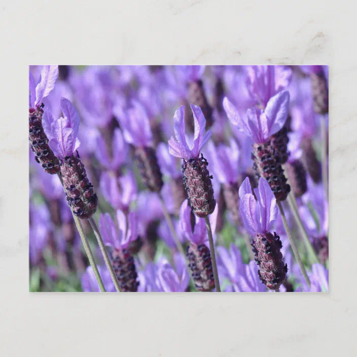 紫色のラベンスペインのダーのはがき ポストカード Zazzle Co Jp