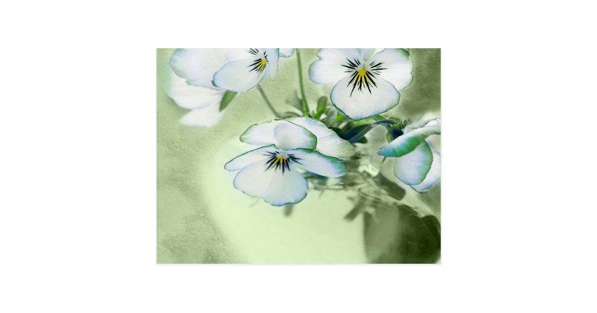 緑の背景の白いパンジーの花束 ポストカード Zazzle Co Jp