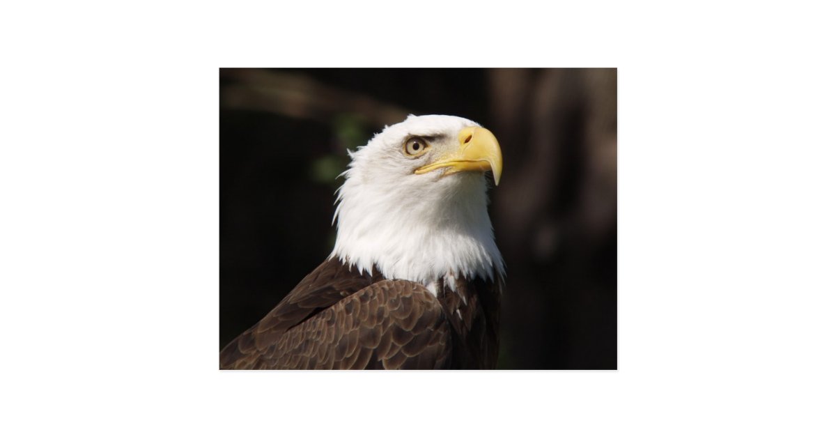 美しい白頭鷲 ポストカード Zazzle Co Jp