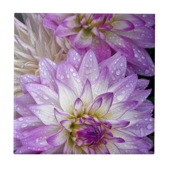 美しい紫色のダリアの花 タイル Zazzle Co Jp