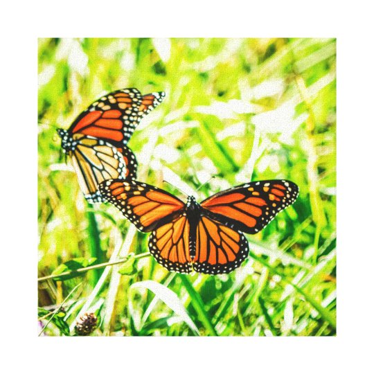美しい蝶の虫の自然 キャンバスプリント Zazzle Co Jp