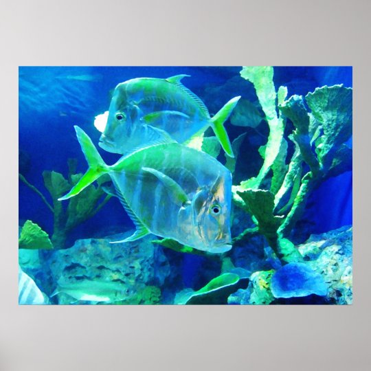美しい青と緑の熱帯魚 ポスター Zazzle Co Jp