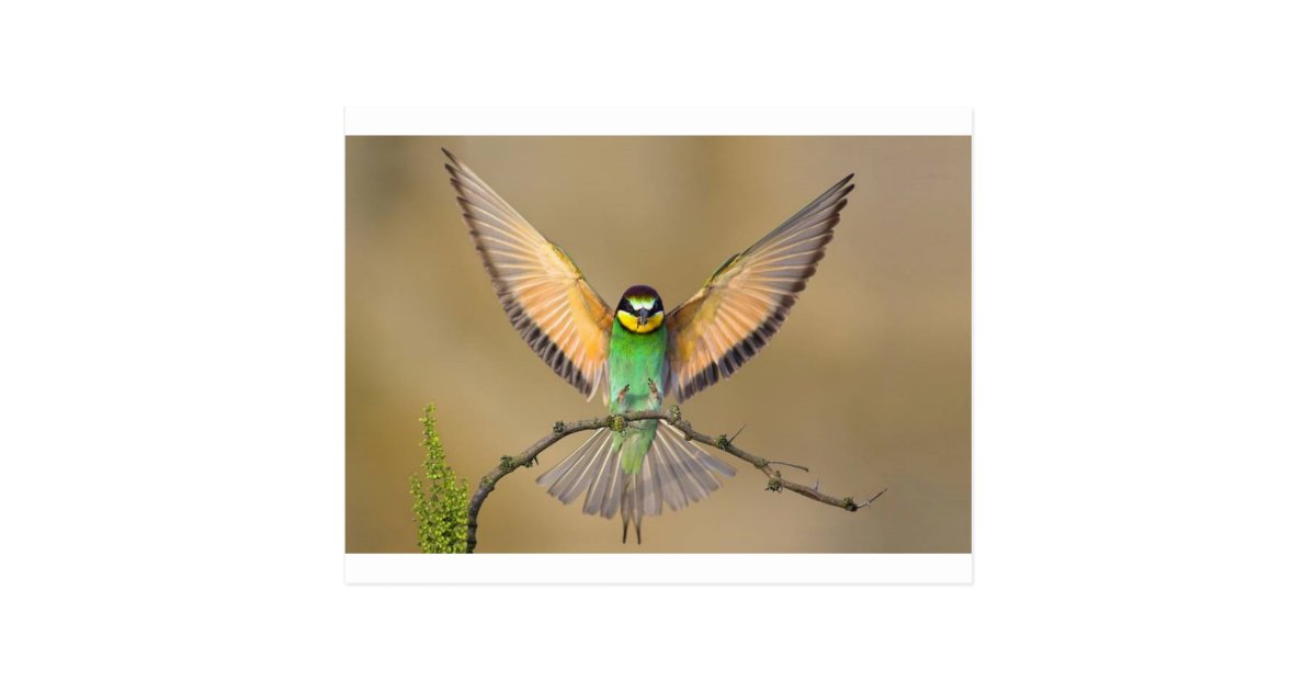 美しい鳥 ポストカード Zazzle Co Jp 美しい鳥 ポストカード Zazzle Co Jp