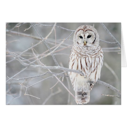 美しく白い雪のフクロウのデザイン Zazzle Co Jp
