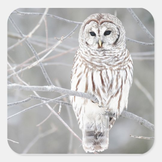 美しく白い雪のフクロウのデザイン スクエアシール Zazzle Co Jp