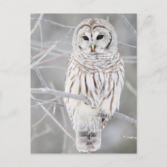 美白雪フクロウデザイン ポストカード Zazzle Co Jp