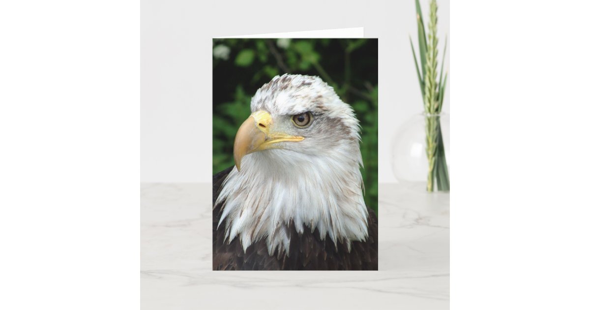 肉食鳥の頭部 カード Zazzle Co Jp 肉食鳥の頭部 カード Zazzle Co Jp