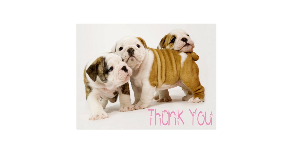 英語のブルドッグワンピー犬はがきありがとう ポストカード Zazzle Co Jp 英語のブルドッグワンピー犬はがきありがとう ポストカード Zazzle Co Jp
