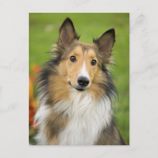 荒いコリー 犬 動物 ポストカード Zazzle Co Jp