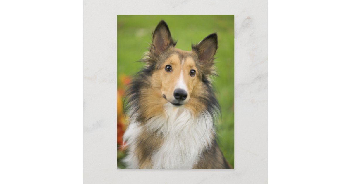 荒いコリー 犬 動物 ポストカード Zazzle Co Jp