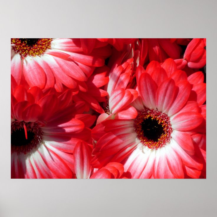 赤いガーベラ ポスター Zazzle Co Jp 赤いガーベラ ポスター Zazzle Co Jp