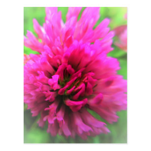 クローバー ローバー ーバー バー 草原ポストカード Zazzle Co Jp