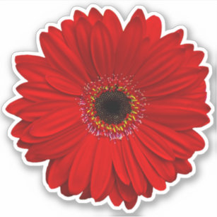 ガーベラシール Zazzle Co Jp ガーベラシール Zazzle Co Jp