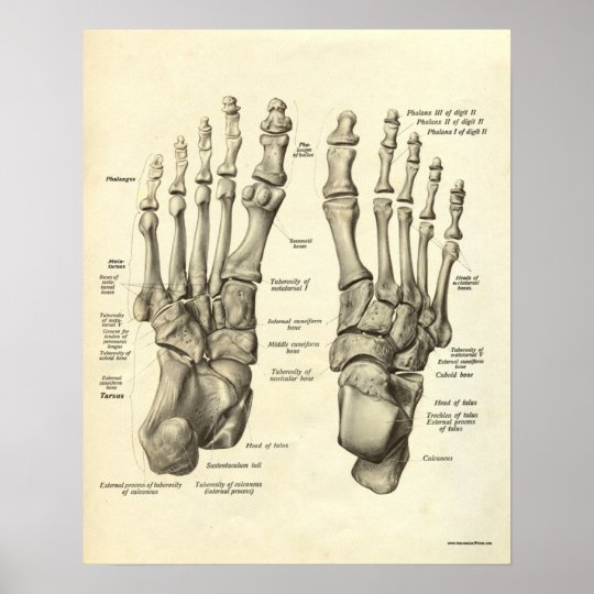 足のヴィンテージの解剖学のプリントの骨 ポスター Zazzle Co Jp