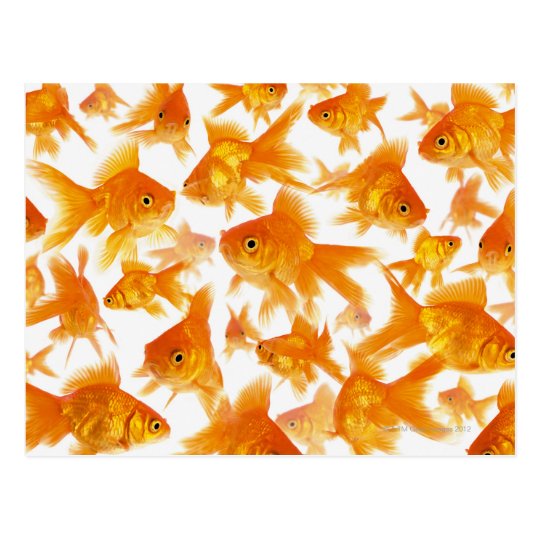 金魚の大きいグループを示す背景 ポストカード Zazzle Co Jp