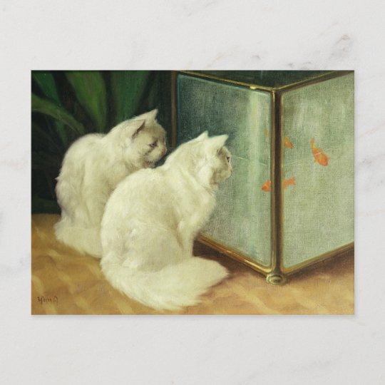 金魚を見ている白い猫 ポストカード Zazzle Co Jp