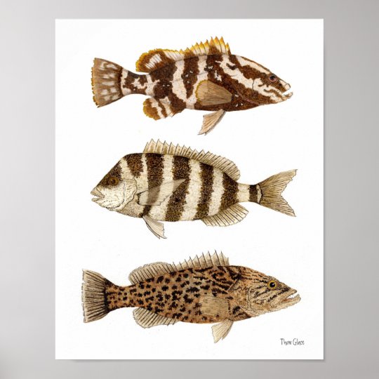 釣魚のナッサウのハタ Sheepshead及びギャグのハタ ポスター Zazzle Co Jp