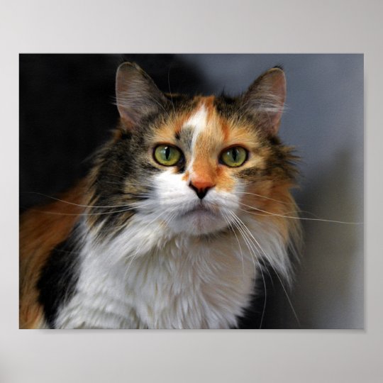 長い髪の茶色のぶち猫 ポスター