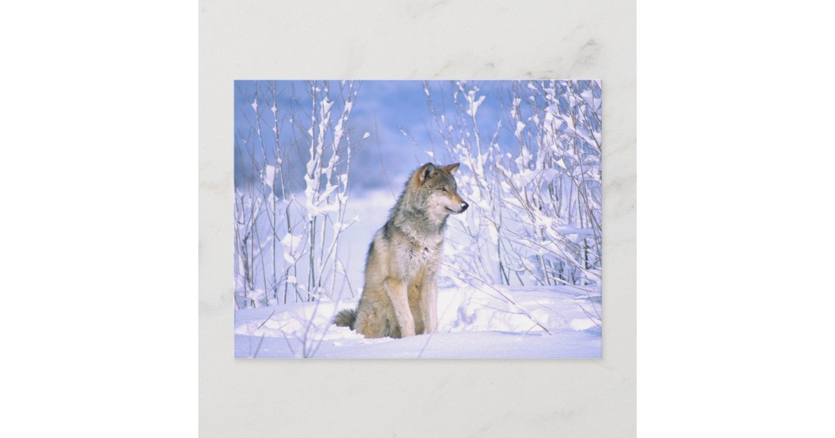 雪の中に座っている狼の木 カニスの狼 ポストカード Zazzle Co Jp